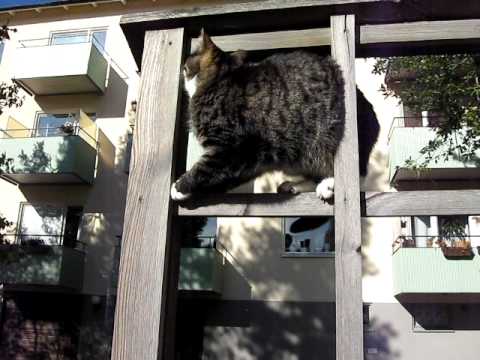 Selma the "fearful" cat