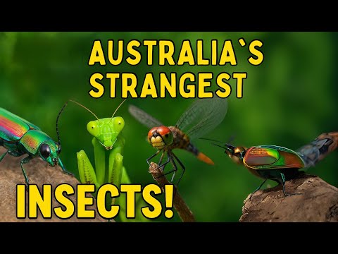 The Amazing World of Australian Insects 4k🐞 | Nature’s Tiny Marvels