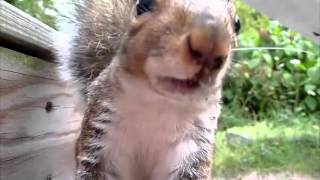 Milkshake Squirrel Steals Shake Shack from NYC Garbage. Squirrel eats seeds