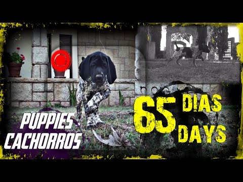 CACHORROS de BRACO ALEMAN | TEST APTITUDES NATURALES – MUESTRA) | PUPPIES NATURAL SKILLS – POINTING