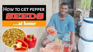How to plant pepper (1) || how to simply get pepper seed at home