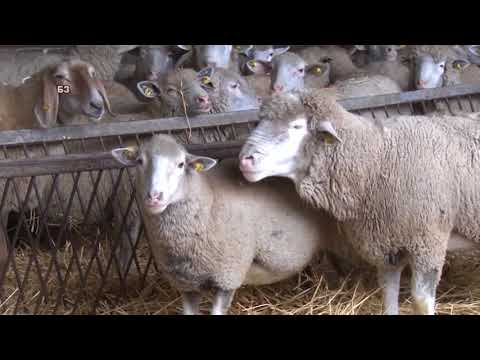 Kako razviti i oplemeniti stado Il de franca -  MANJE zahtevna ovca nego sto se misli