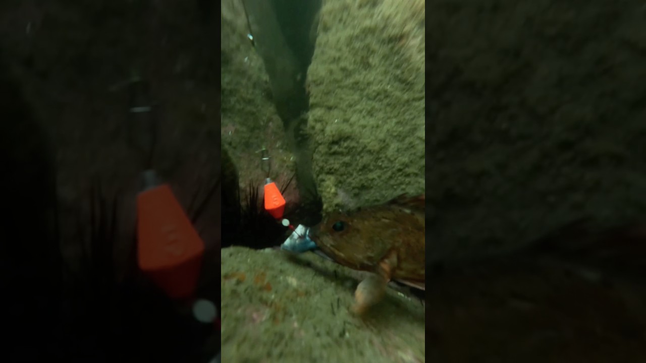 不思議な世界が！海に水中カメラを落として釣りすると、そこは見た事ない不思議な世界が広がっていた