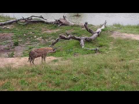 Djuma: Hyena known as 'June' sniffing around the pan areas - 06:41 - 11/27/20