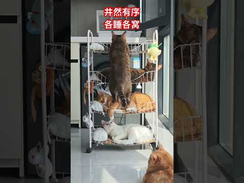 井然有序，各睡各窝 #cat