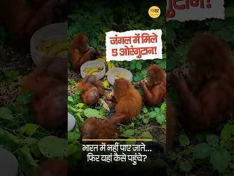 ओडिशा के जंगल में 5 रहस्यमयी ओरंगुटान! आखिर भारत में न पाए जाने वाले ये जानवर पहुंचे कैसे?