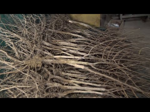 innesto nocciolo il film breve - Hazelnut grafting on Corylus Colurna short film