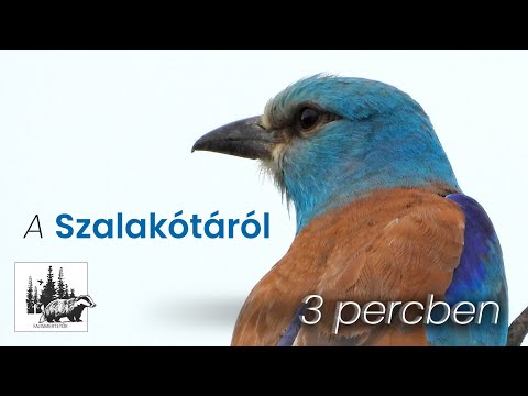 Szalakóta
