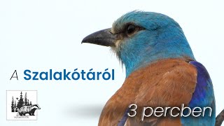 Szalakóta bemutatása – fajismertető videó