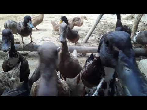 How to Raising Millions of Duck on Rice Field For Meat - Free range Duck Farming Technique