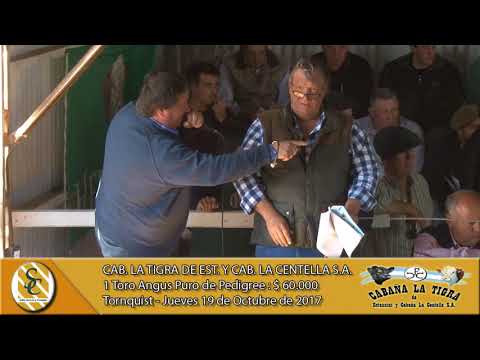 19-10-17 Venta de Toros Angus y Hereford P.P. - Cabaña La Tigra - Tornquist