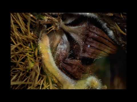 Closer look at the small part of nature