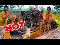 Sexy Girl Playing With Indian Tiger