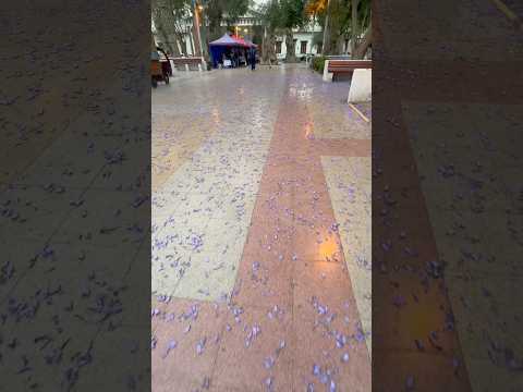 Plaza de Copiapo Primavera 26, Flor de Jacaranda #copiapo #atacamadesert #atacama #chile #viral