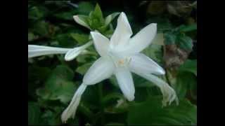 Sidney Bechet " Petite fleur "