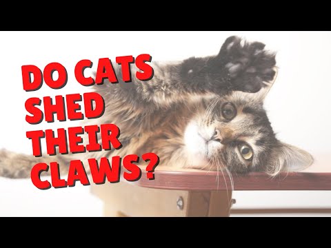 Cats Shedding Claws | @Two Crazy Cat Ladies #shorts