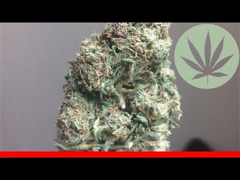 Blue Haze - All About This Strain