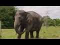 Cancer Research Ringling Bros Center For Elephant Conservation