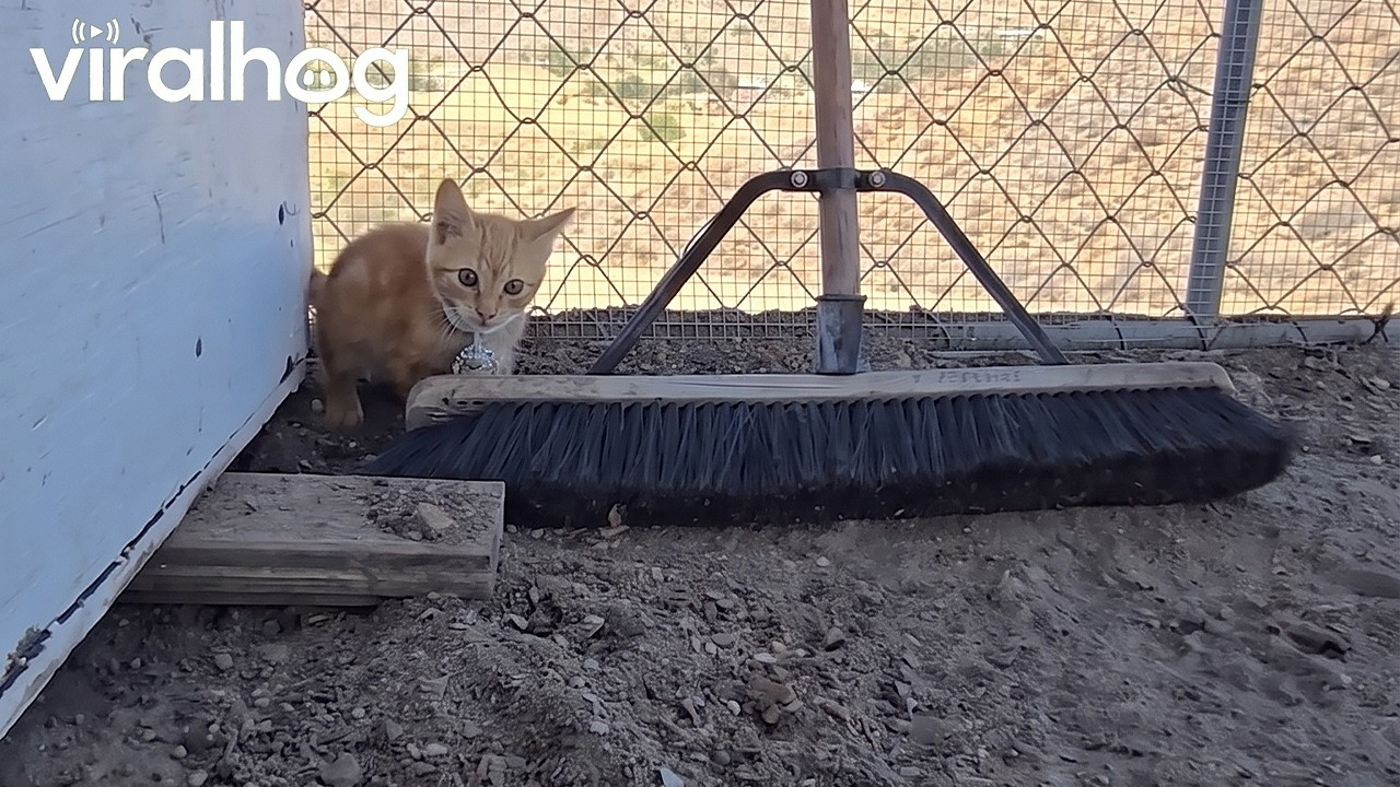 Kitten Defends Broom With His Life || ViralHog