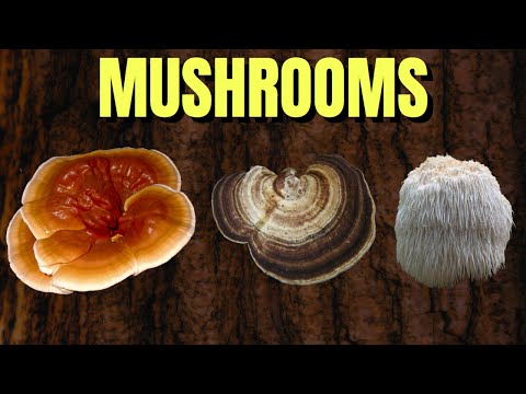 The Health Benefits of Certain Mushrooms: A Comprehensive Guide