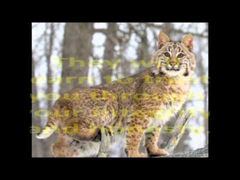 Bobcat Animal Totem