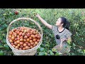 Collect ripe jujube fruit for my recipe - Yummy river shell cooking - Cooking with Sreypov