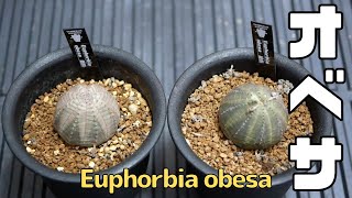 多肉植物 Euphorbia obesa ユーフォルビア オベサ [Variety of succulents introduction]