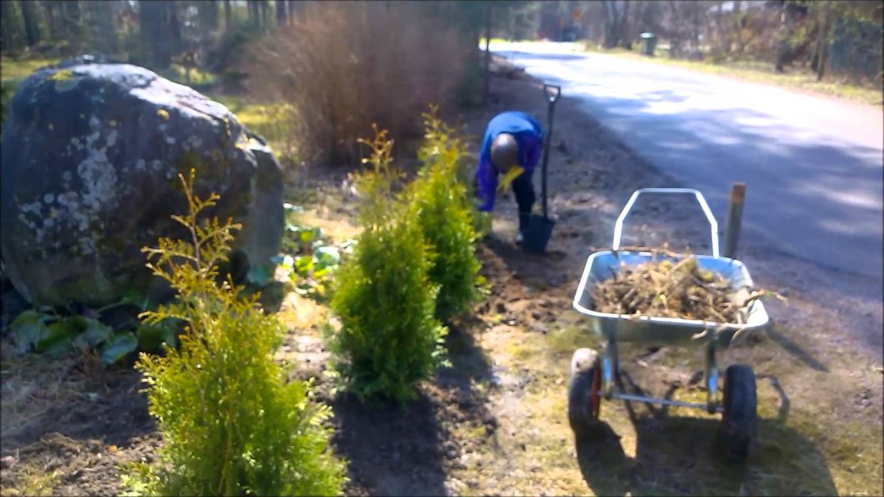 Tuijat ruusujen tilalle