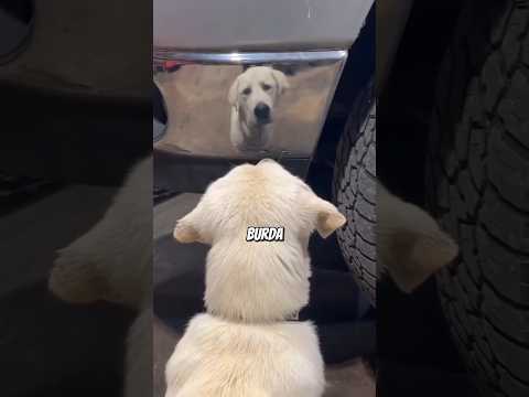Sanırım Artık Arabamı Kendim Yıkıycam... Hem Akide Şekeri Ne Olm?? #shorts
