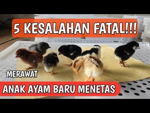 Perawatan DOC Usia Awal