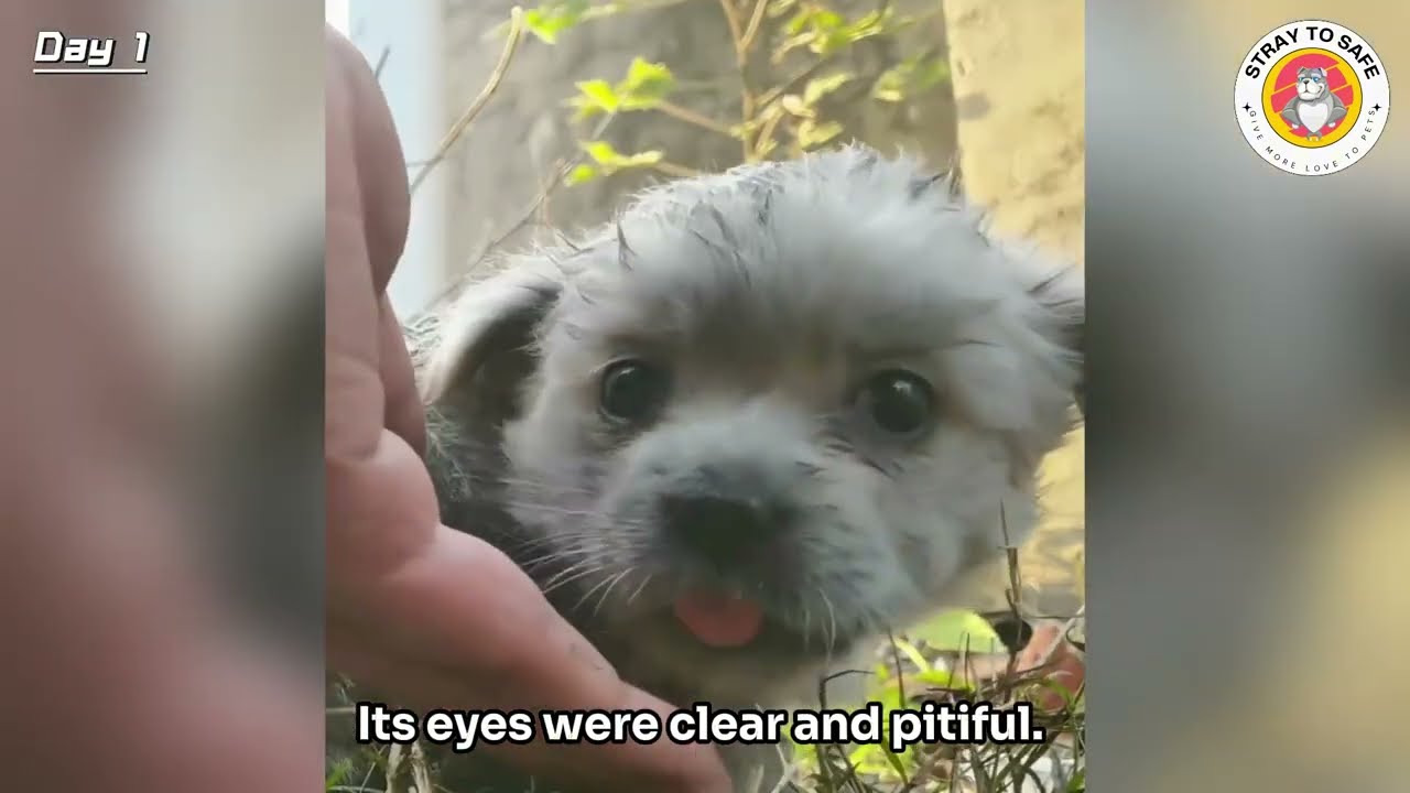 The rescued stray puppy was clearly upset. It turned out it was begging me to find its sister.