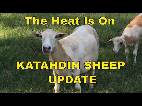 , title : 'Katahdin Sheep Update~ The Heat Is ON'
