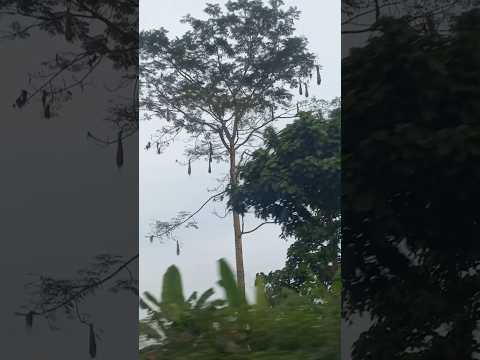 VIDEO OFICIAL FUNDACITE AMAZONAS NAVIDADES 2020 TV