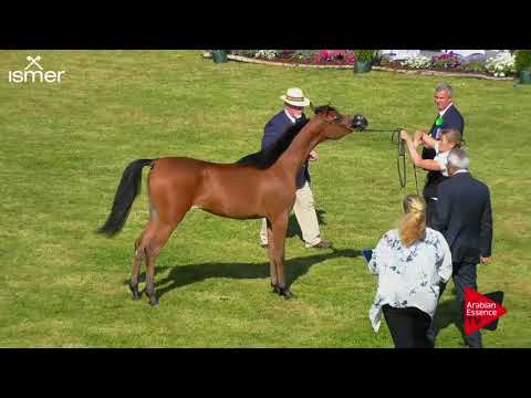 N.9 ANNAH EL JYAR - Strohen 2018 C European