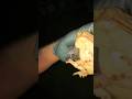 Hunting cane toads at a trailer park! We See A Gator! #shorts #toad #nighthunting #alligator