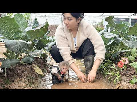 Lala and Mom started cleaning up and renovating the farm after the heavy rain!