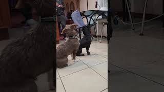 Video preview image #1 Pekingese-Unknown Mix Puppy For Sale in Westwood, NJ, USA