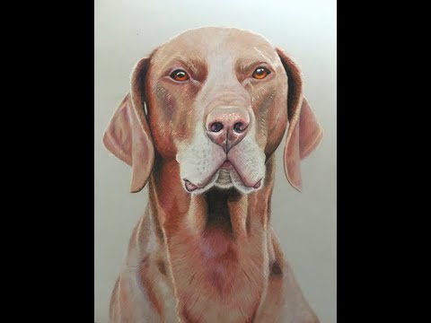 How I Draw a German Shorthaired Pointer