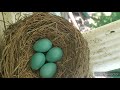 Egg Bird Qe Noog Zoo Nkauj Heev Li May 31 2020