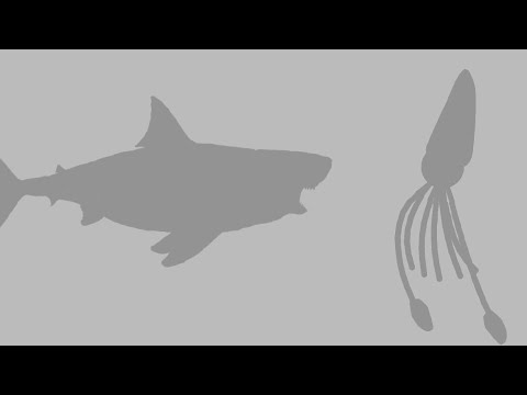 DC2BA: Megalodon VS Colossal squid