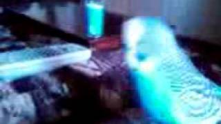 MY BEAUTIFUL BUDGIE KESHA