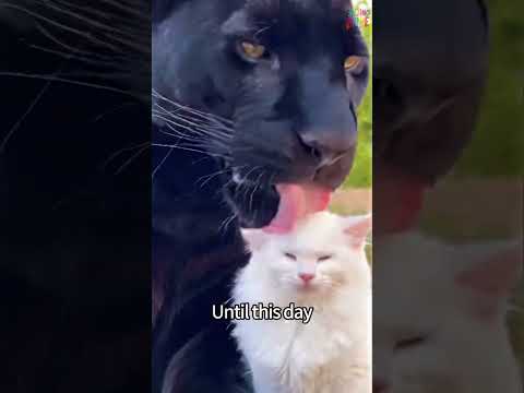 The Panther Caught The Cat... Then THIS Happened 🐈‍⬛😲