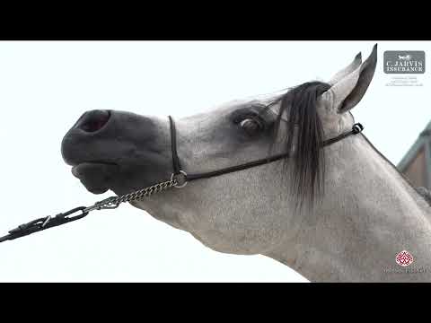 Prague  2023 Intercup   Class JCC