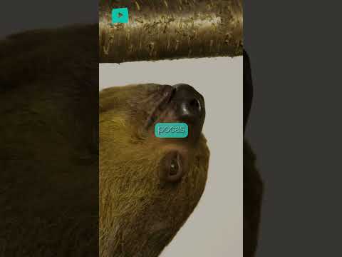 ¿Por qué ver un perezoso en libertad es tan especial? 🦥🌿