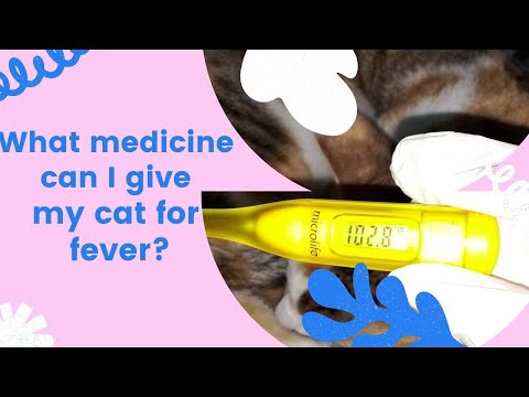 What medicine can I give my cat for fever?