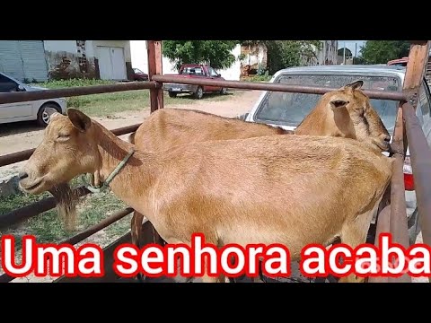 parque da feira de animais em Taperoá Paraíba