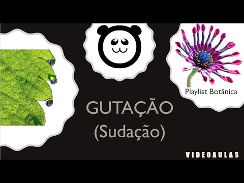 Gutação ou Sudação