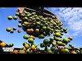 Why Florida S Orange Industry Is In Free Fall