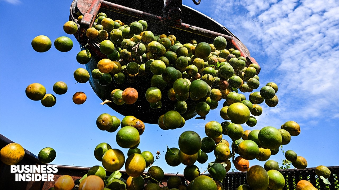 Why Florida’s Orange Industry Is In Free Fall