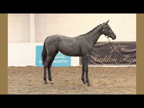 Bolesworth A-List Auction 2023 - Lot 10 : Wild Woman HF
